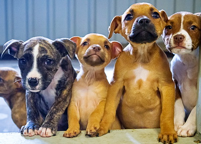 Pups